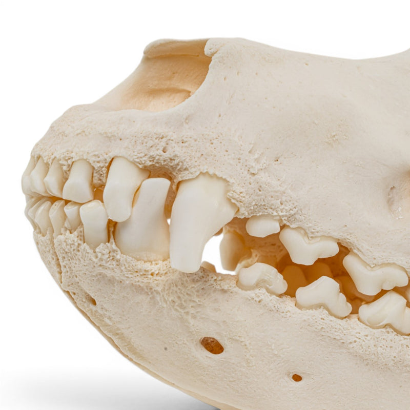 Real Domestic Dog Skull - Pathology