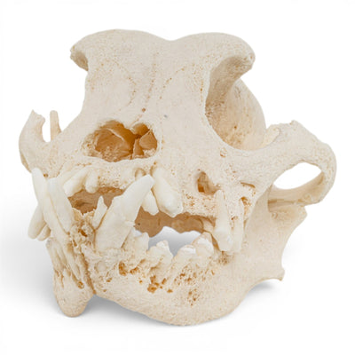 Real Domestic Dog Skull - Pathology