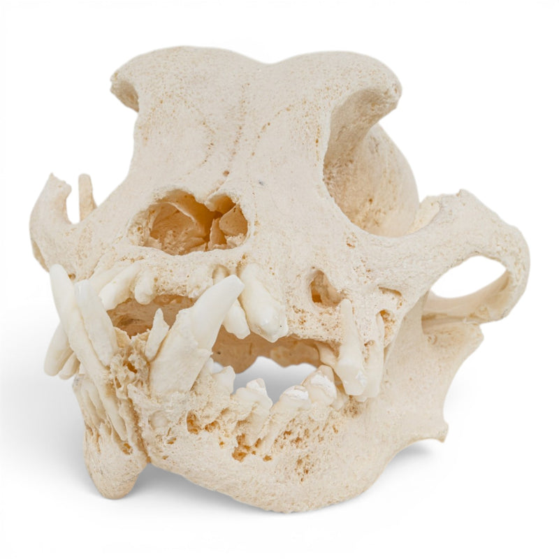 Real Domestic Dog Skull - Pathology