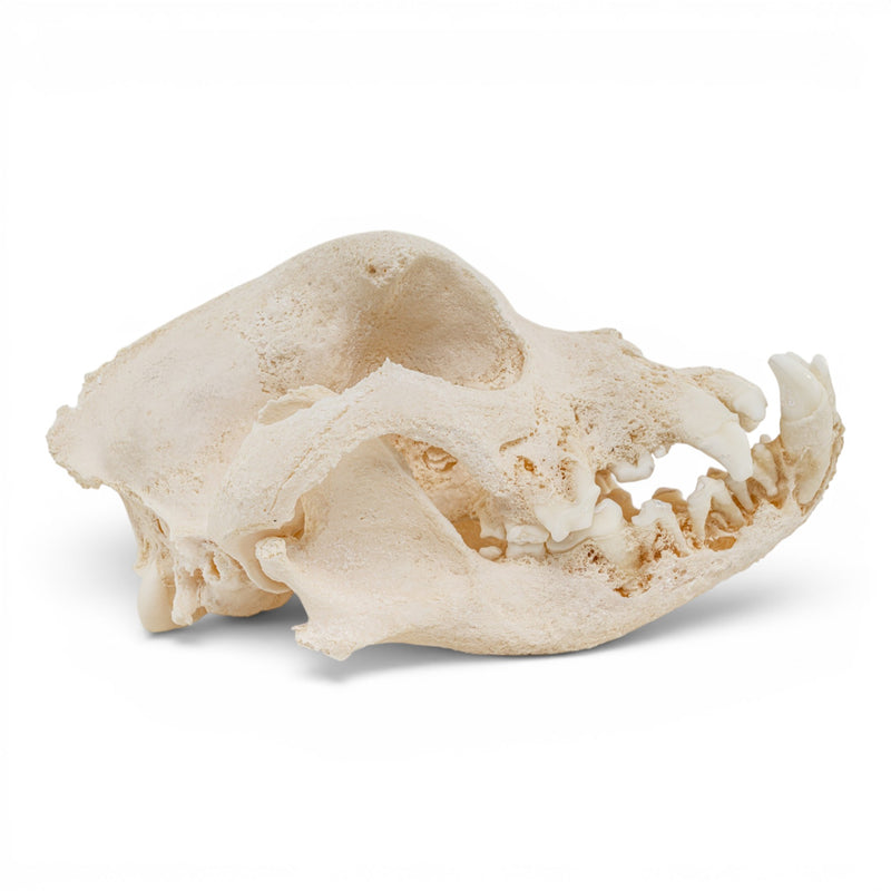 Real Domestic Dog Skull - Pathology