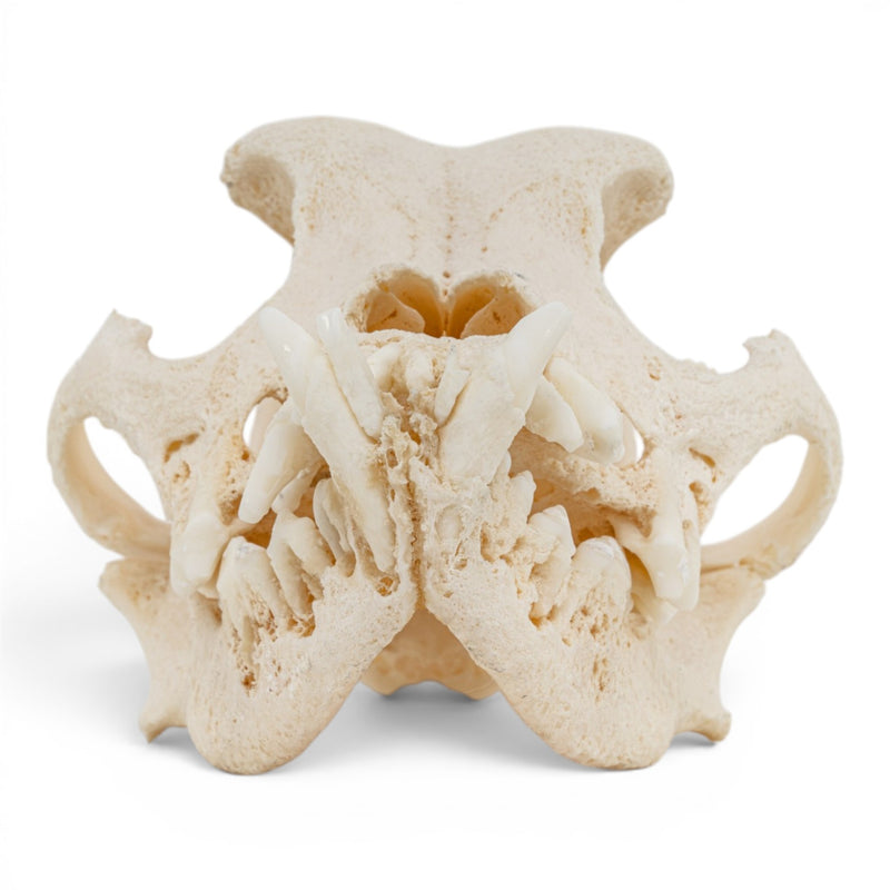 Real Domestic Dog Skull - Pathology