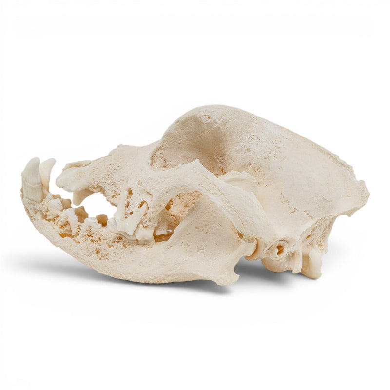 Real Domestic Dog Skull - Pathology