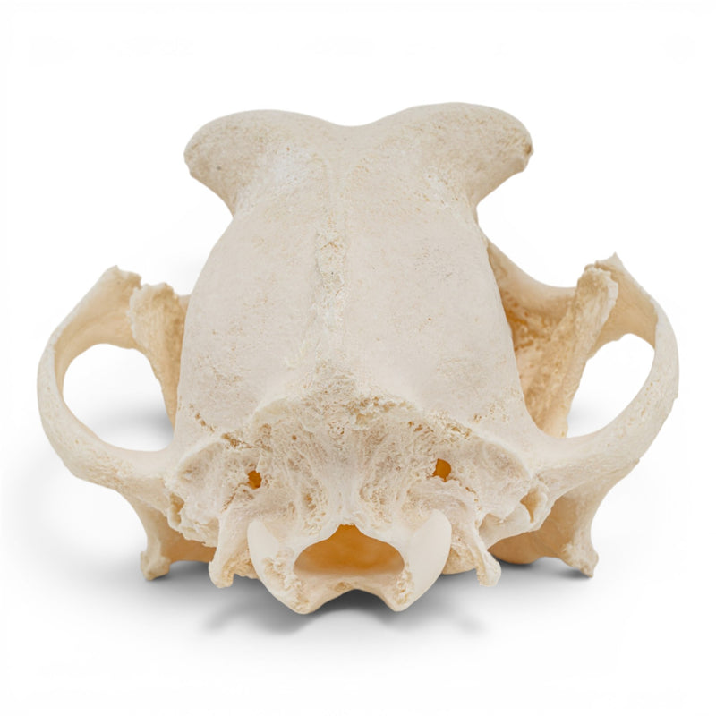 Real Domestic Dog Skull - Pathology