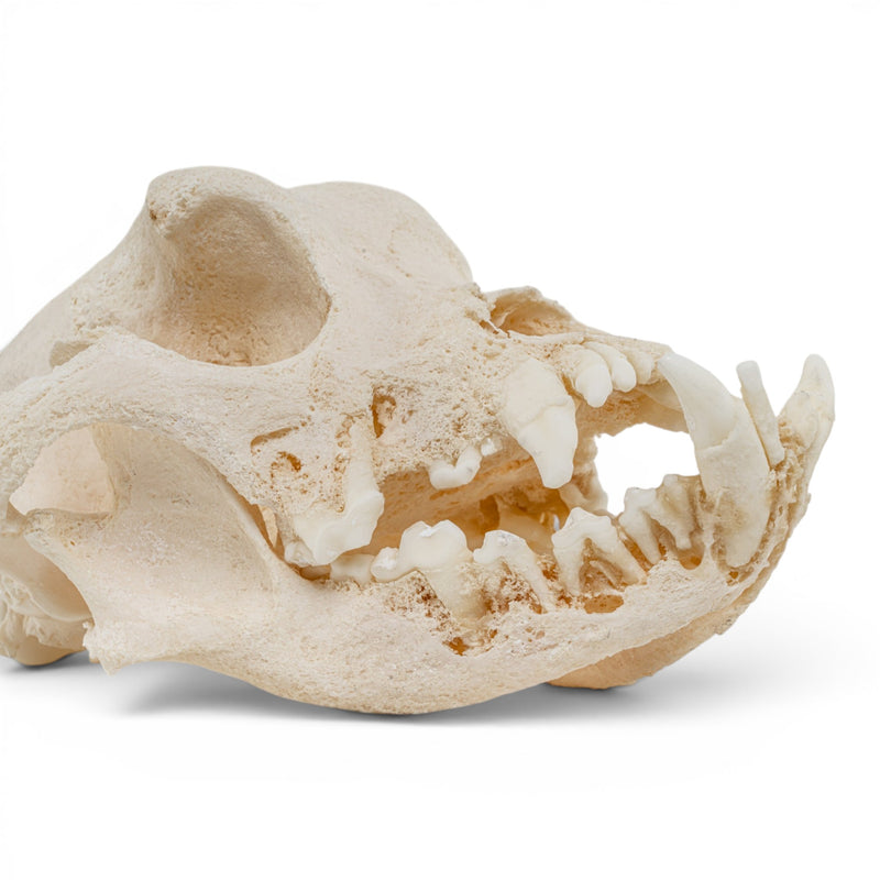 Real Domestic Dog Skull - Pathology