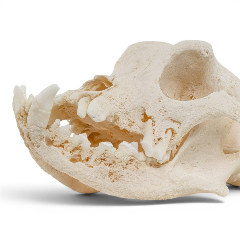 Real Domestic Dog Skull - Pathology