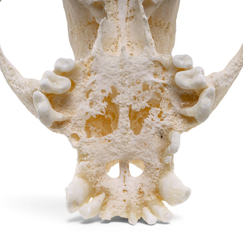 Real Domestic Dog Skull - Pathology