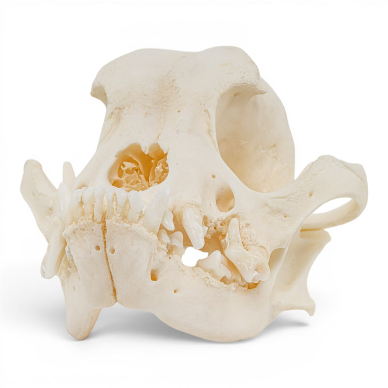 Real Domestic Dog Skull - Periodontal