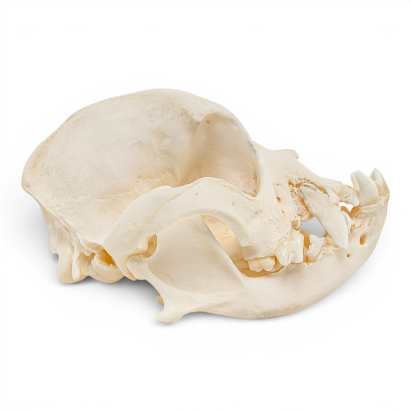 Real Domestic Dog Skull - Periodontal