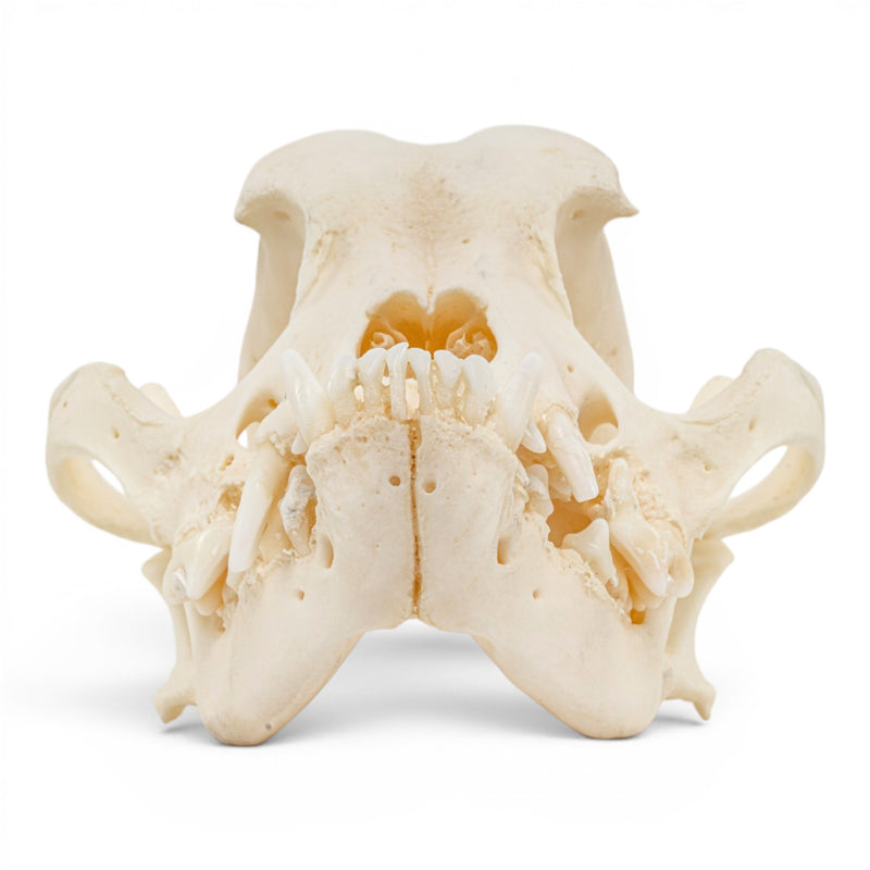 Real Domestic Dog Skull - Periodontal