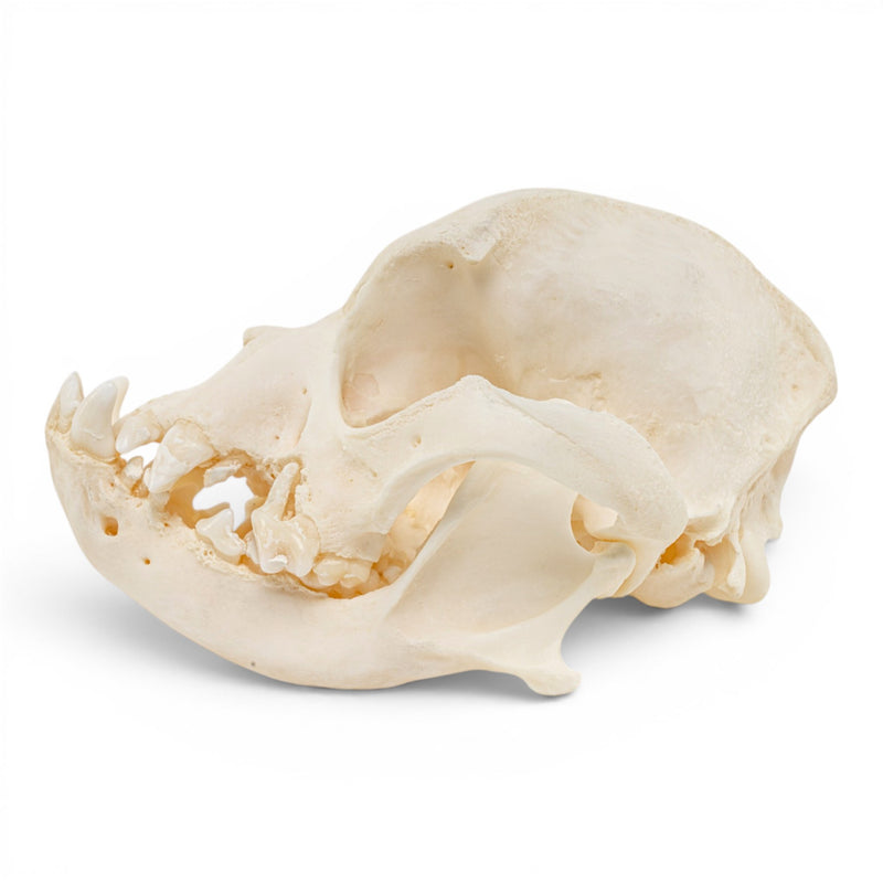 Real Domestic Dog Skull - Periodontal