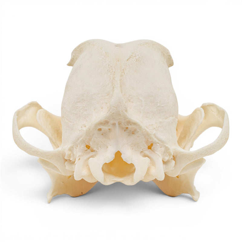 Real Domestic Dog Skull - Periodontal