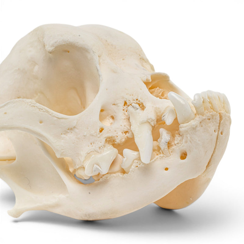 Real Domestic Dog Skull - Periodontal