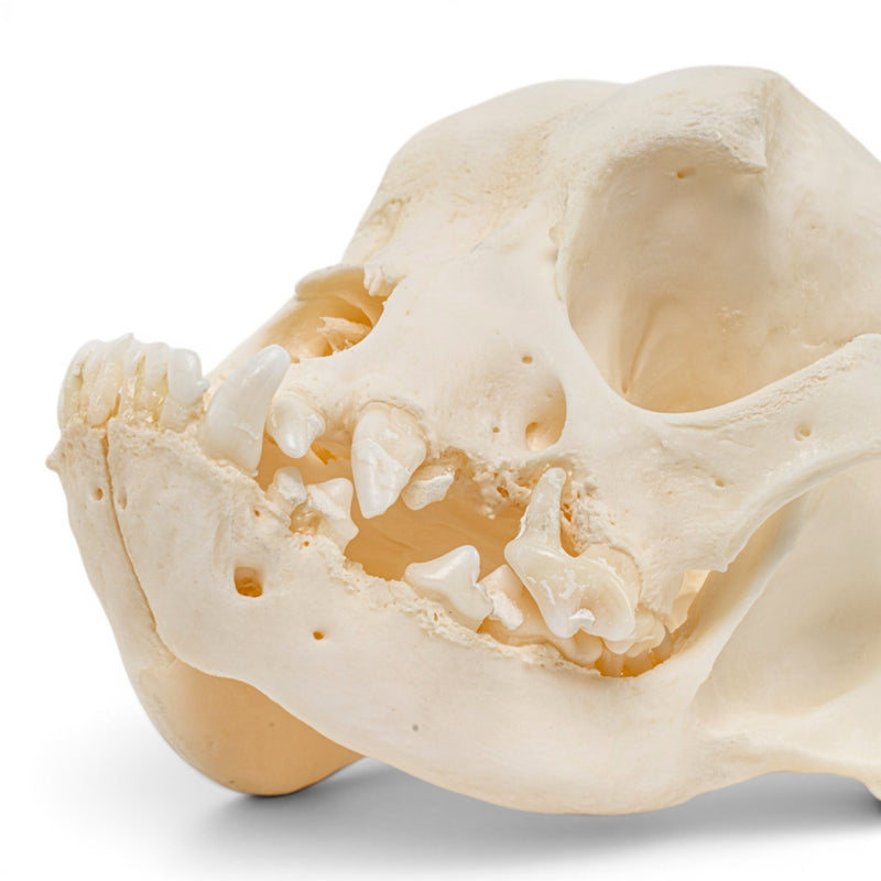 Real Domestic Dog Skull - Periodontal