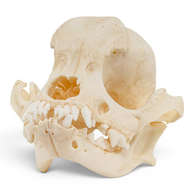 Real Domestic Dog Skull - Brachycephalic