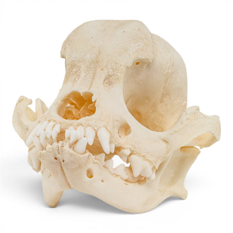 Real Domestic Dog Skull - Brachycephalic