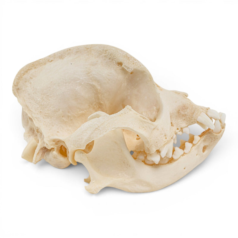 Real Domestic Dog Skull - Brachycephalic