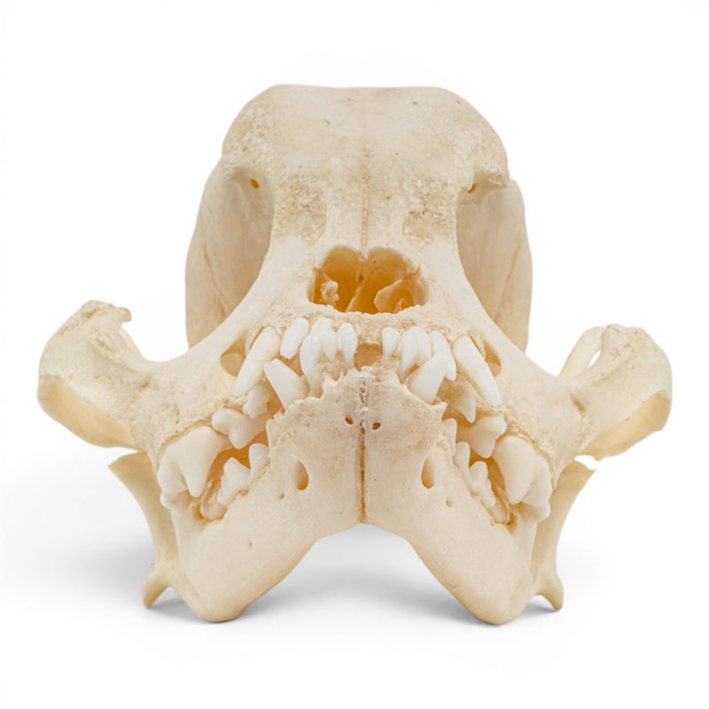 Real Domestic Dog Skull - Brachycephalic