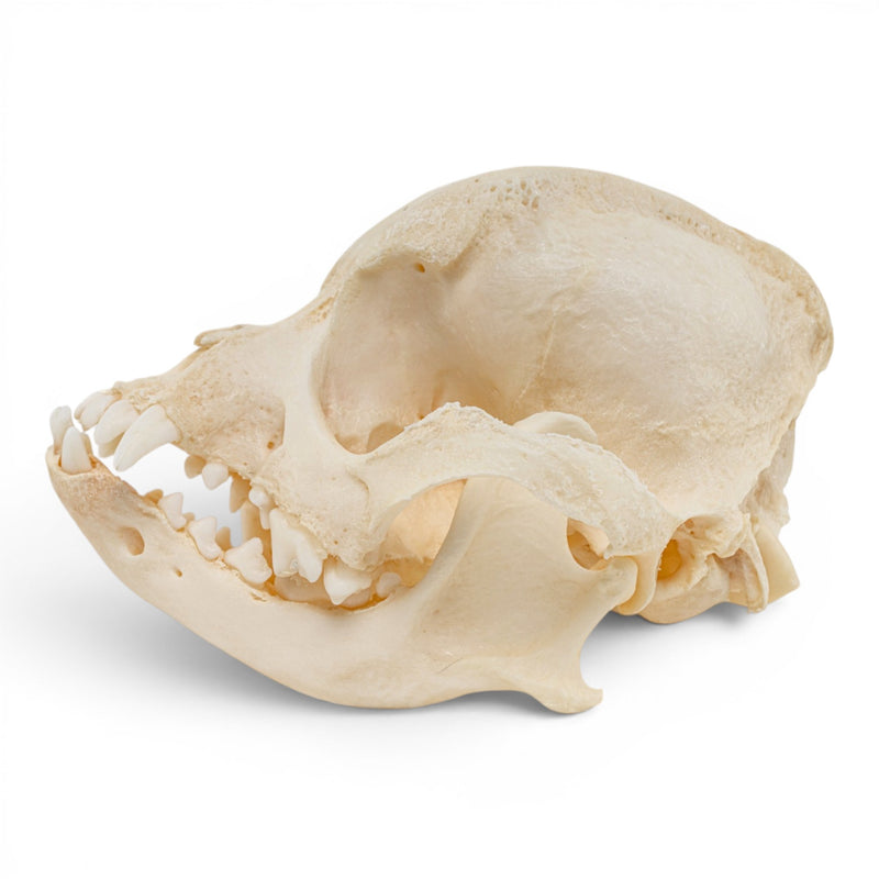 Real Domestic Dog Skull - Brachycephalic