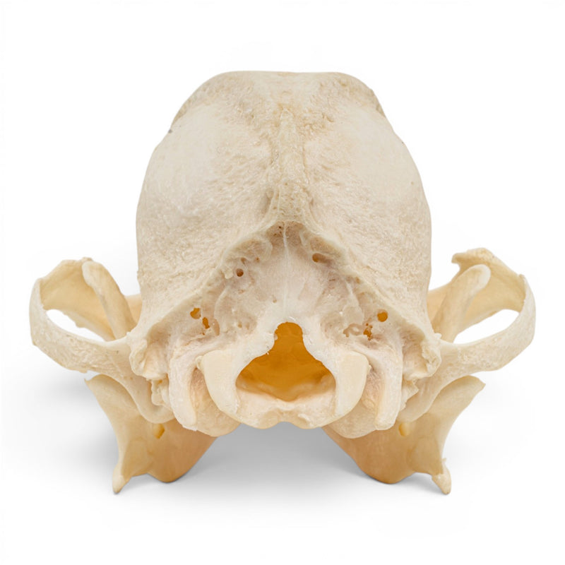 Real Domestic Dog Skull - Brachycephalic