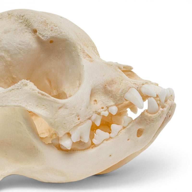 Real Domestic Dog Skull - Brachycephalic