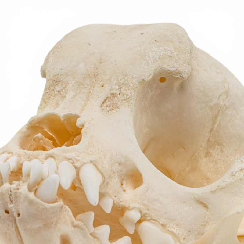 Real Domestic Dog Skull - Brachycephalic