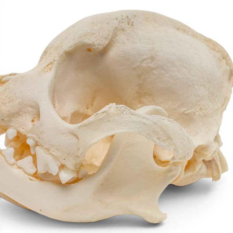Real Domestic Dog Skull - Brachycephalic