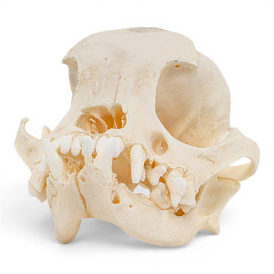Real Domestic Dog Skull - Brachycephalic