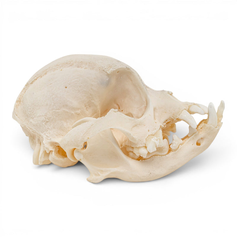 Real Domestic Dog Skull - Brachycephalic