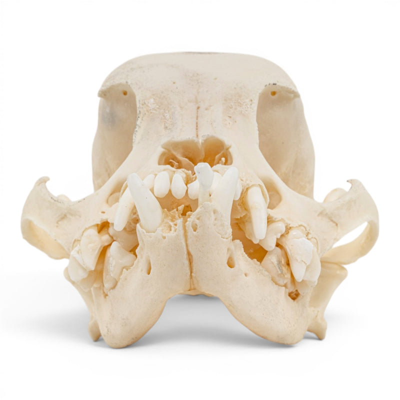 Real Domestic Dog Skull - Brachycephalic