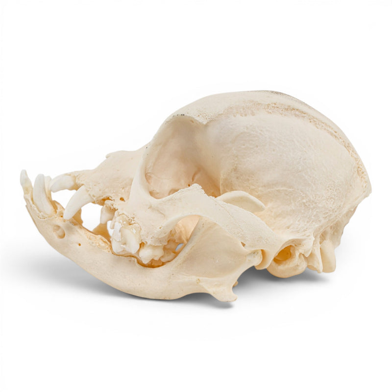 Real Domestic Dog Skull - Brachycephalic