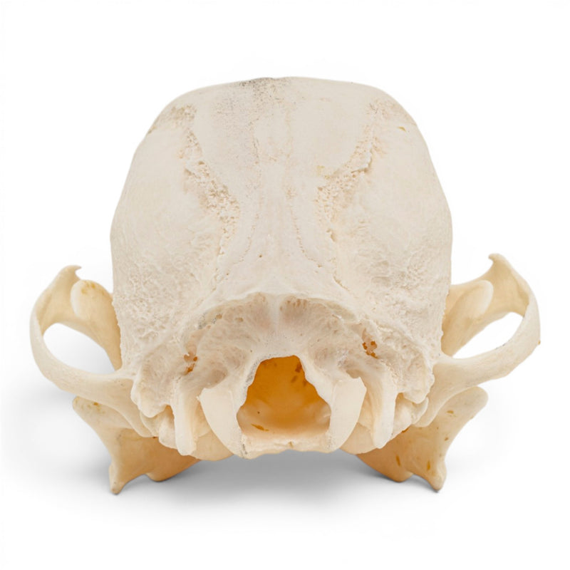 Real Domestic Dog Skull - Brachycephalic