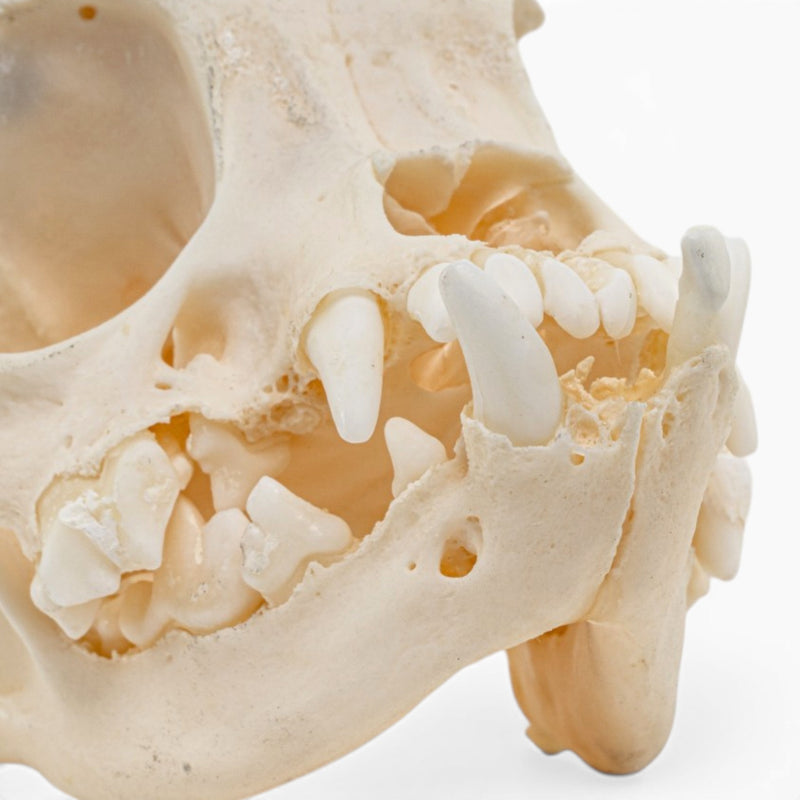 Real Domestic Dog Skull - Brachycephalic