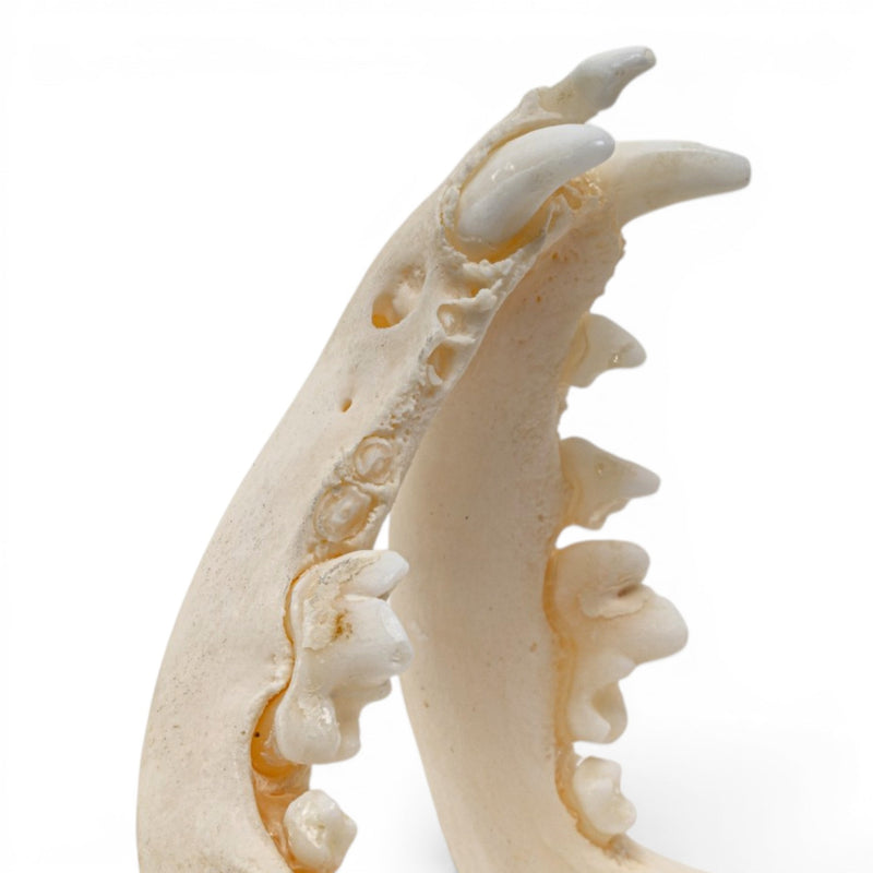 Real Domestic Dog Skull - Brachycephalic