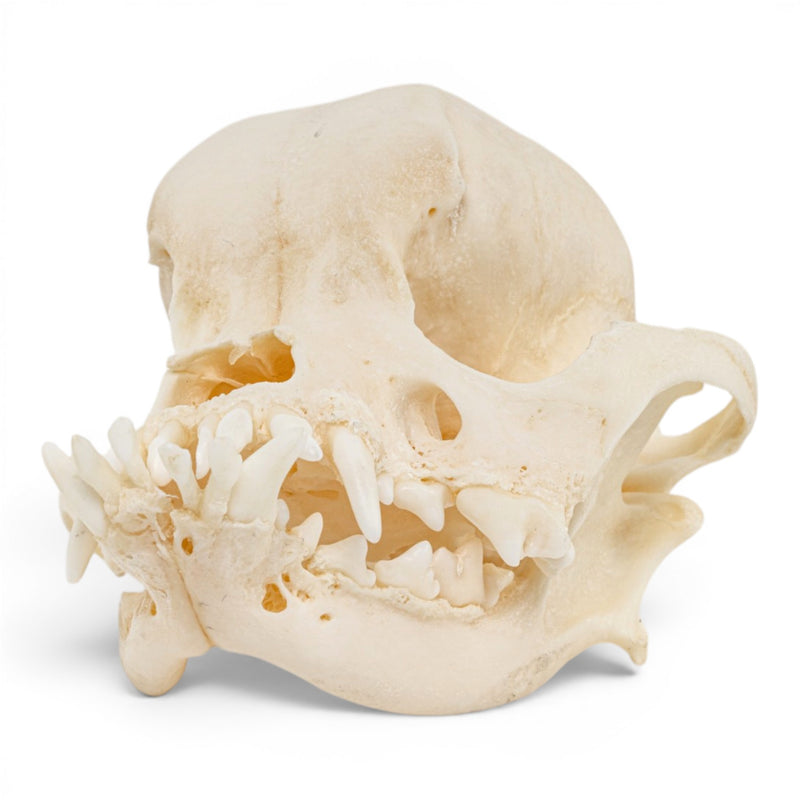 Real Domestic Dog Skull - Pathology