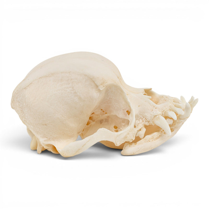 Real Domestic Dog Skull - Pathology