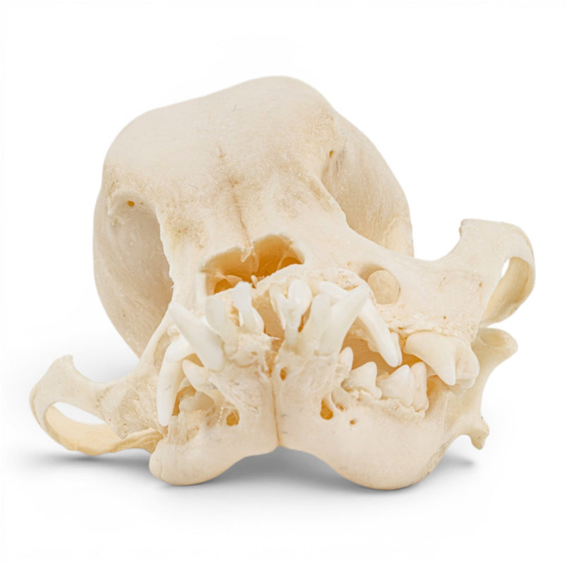 Real Domestic Dog Skull - Pathology