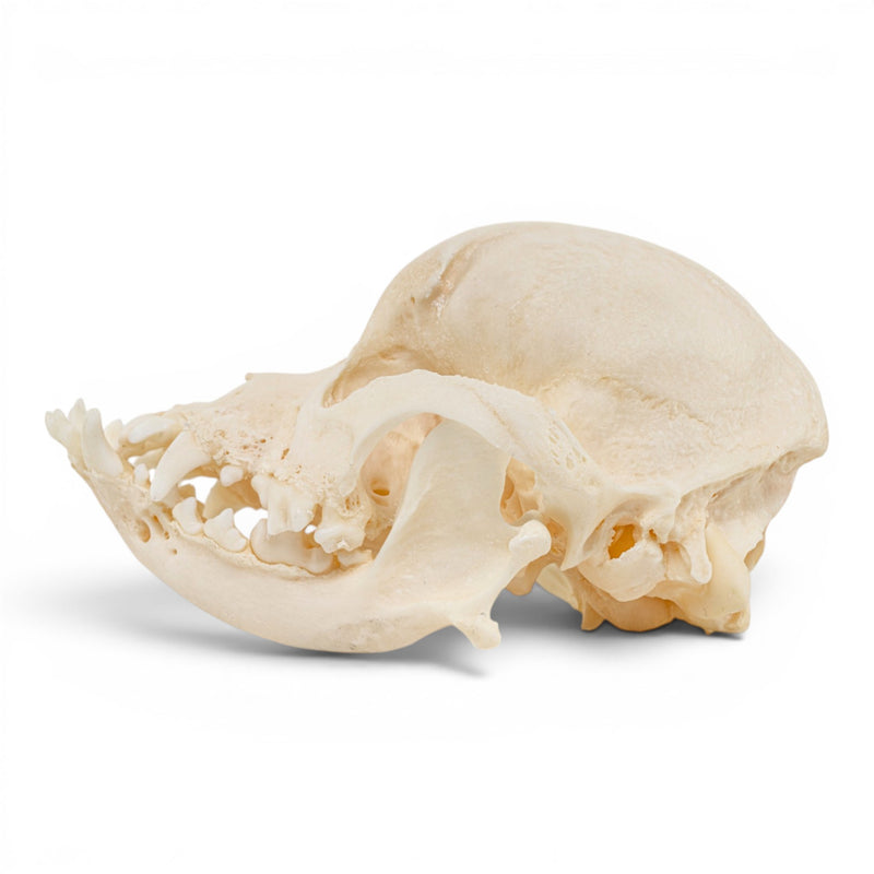 Real Domestic Dog Skull - Pathology