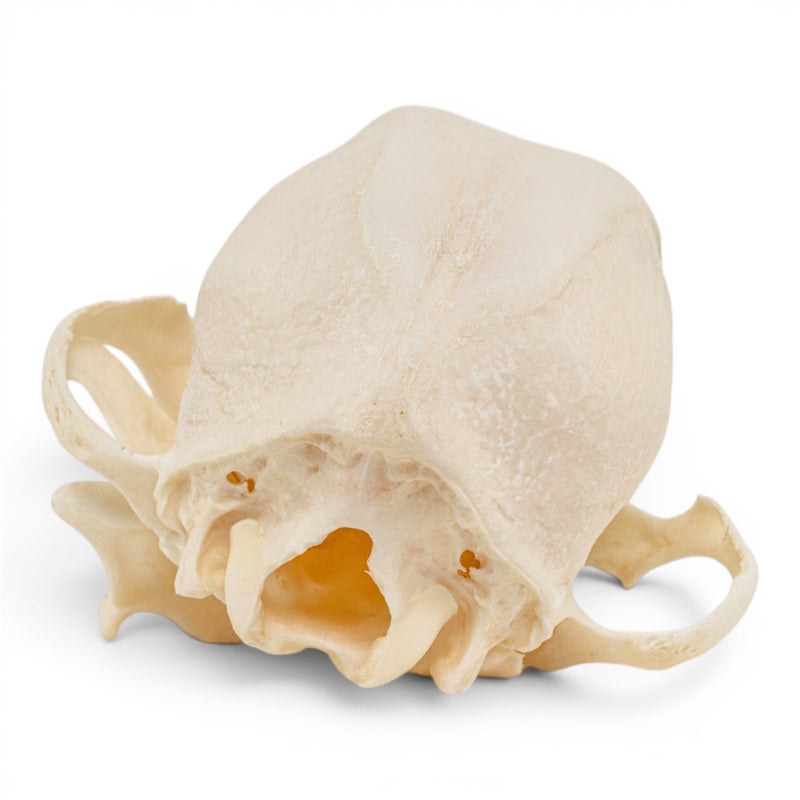Real Domestic Dog Skull - Pathology