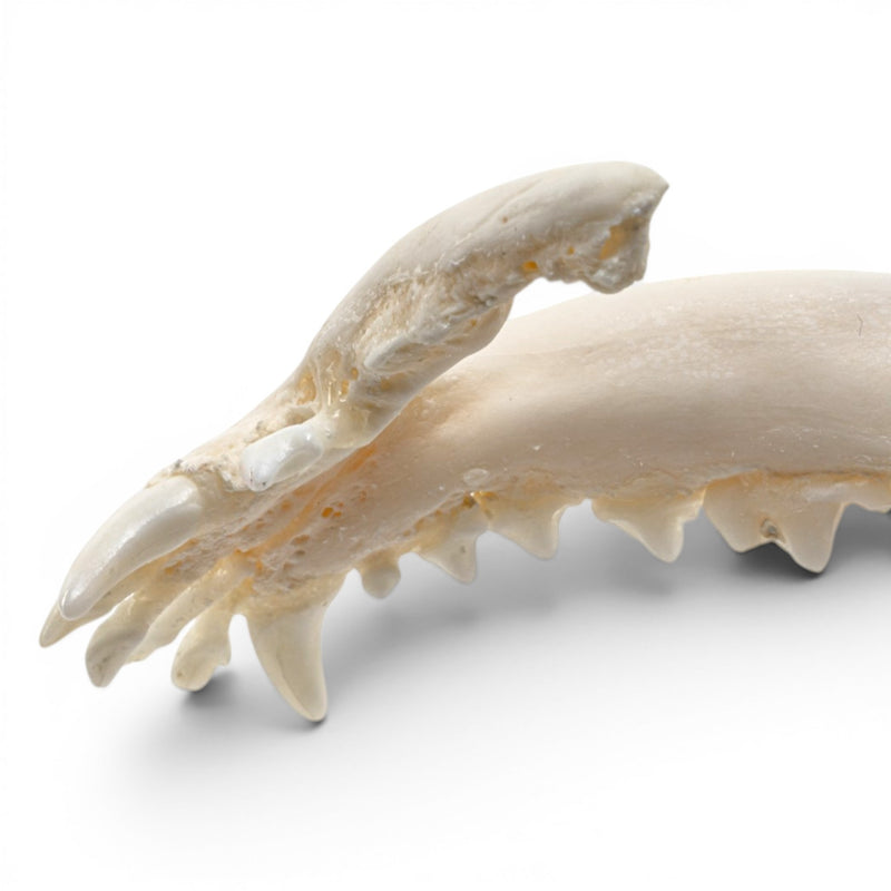 Real Domestic Dog Skull - Pathology