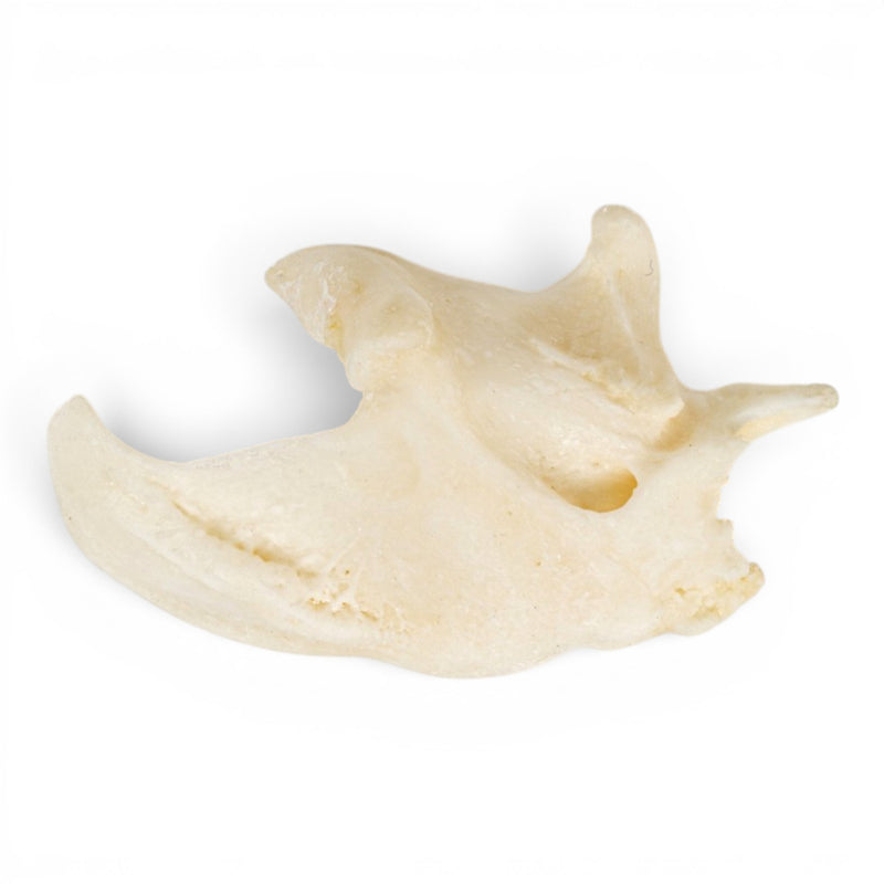 Real Domestic Dog Skull - Pathology