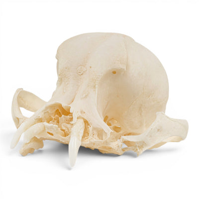 Real Domestic Dog Skull - Pathology