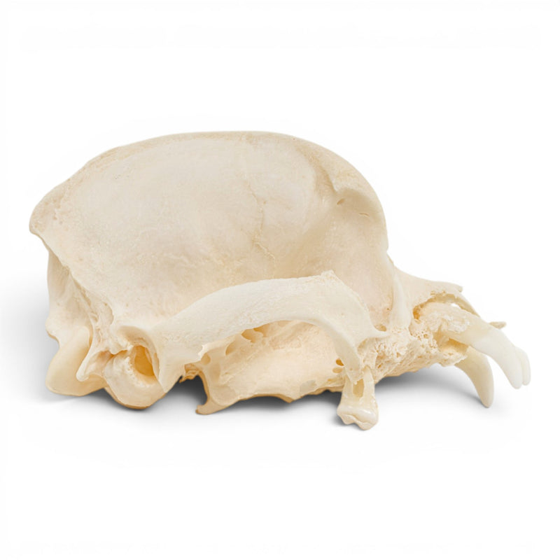 Real Domestic Dog Skull - Pathology