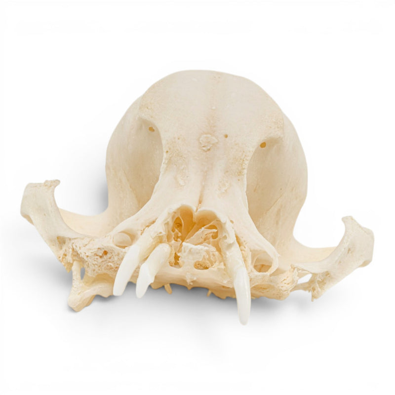 Real Domestic Dog Skull - Pathology