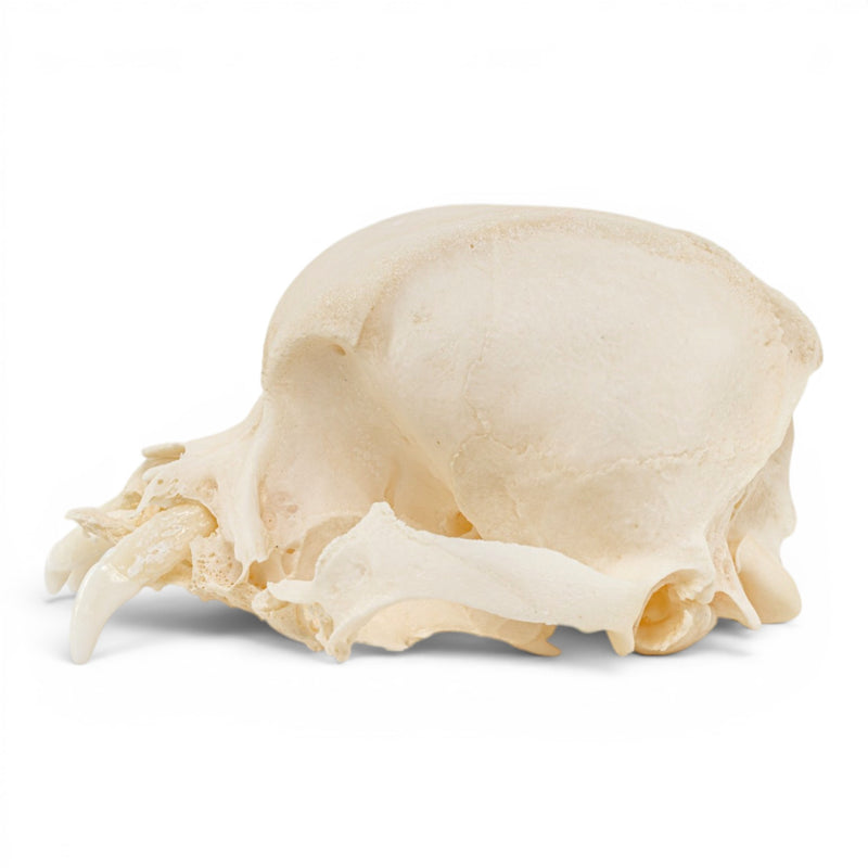 Real Domestic Dog Skull - Pathology