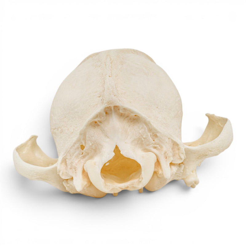Real Domestic Dog Skull - Pathology