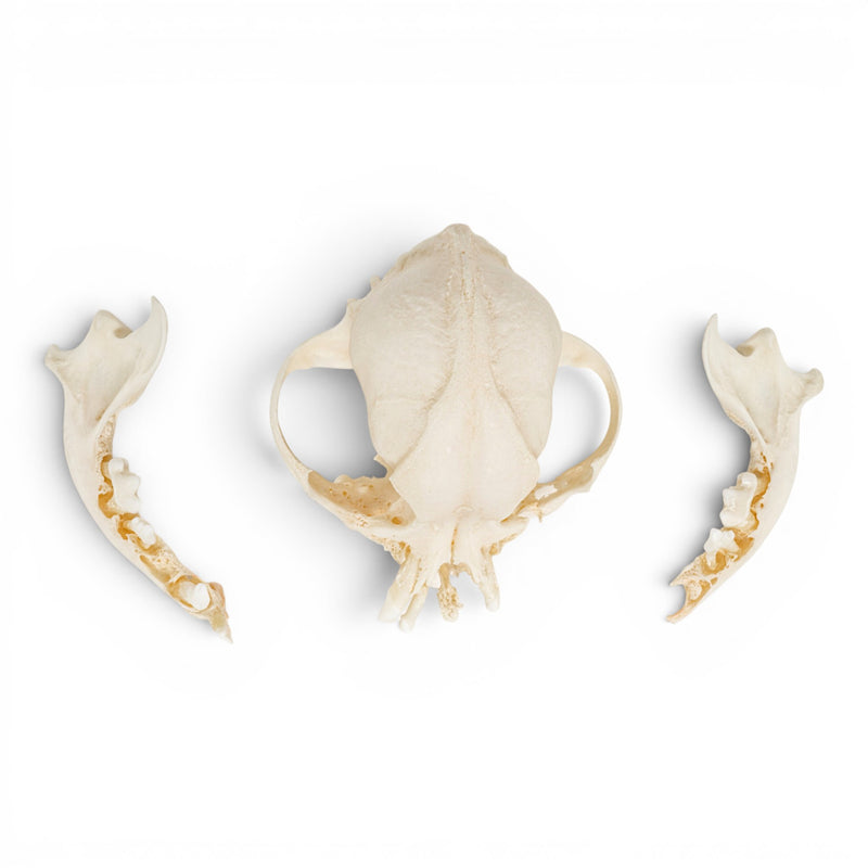 Real Domestic Dog Skull - Pathology