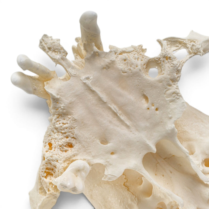 Real Domestic Dog Skull - Pathology