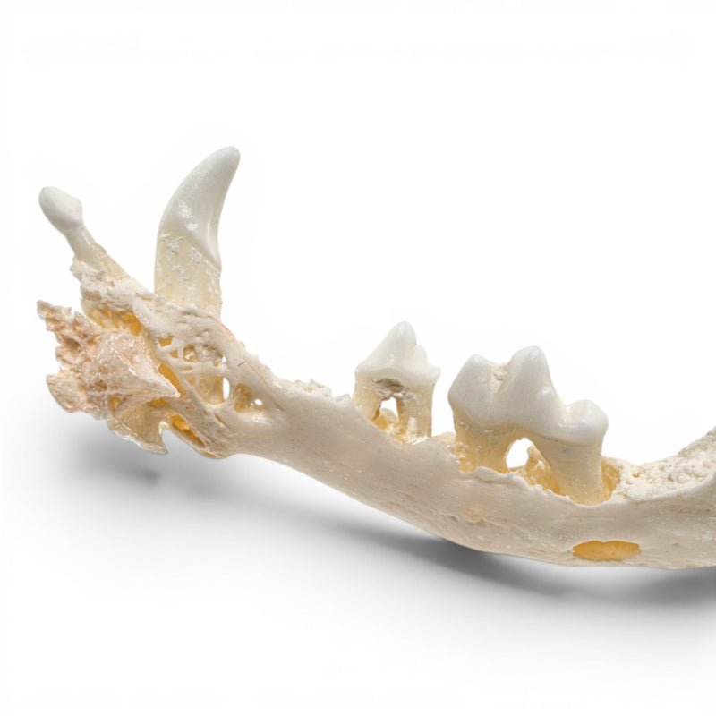 Real Domestic Dog Skull - Pathology