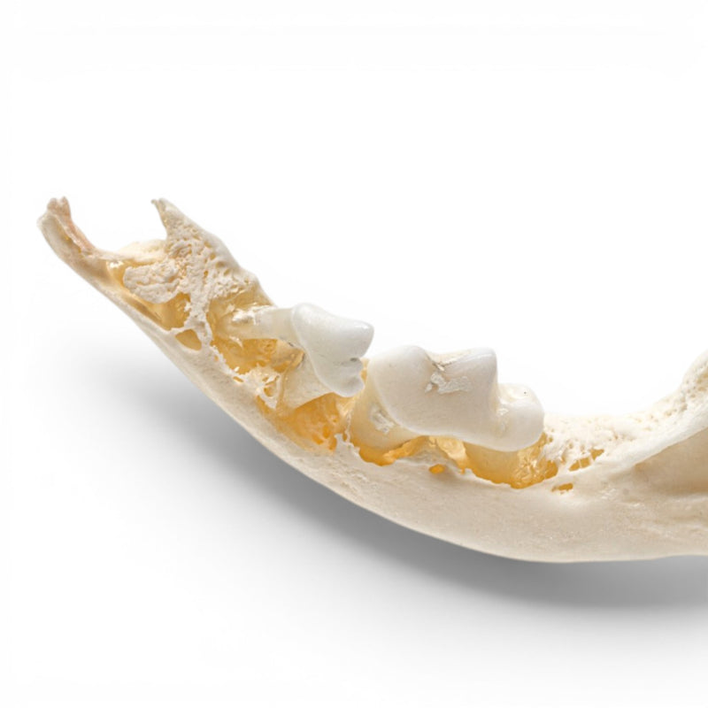 Real Domestic Dog Skull - Pathology