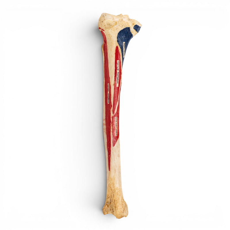 Real Human Tibia - Painted